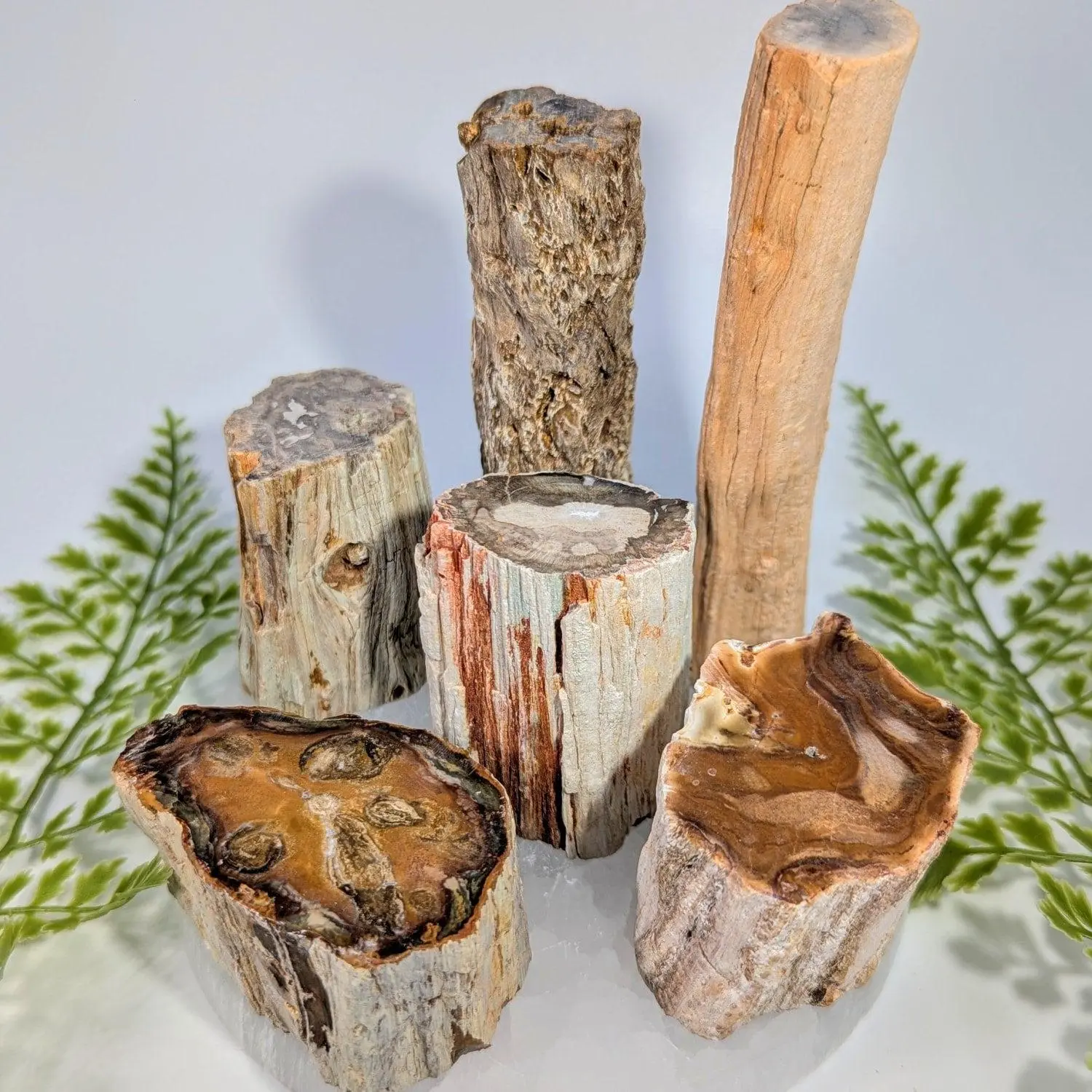 Petrified Wood Half Polished Stump Log