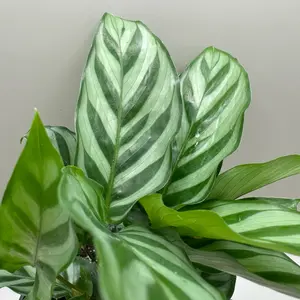 Calathea Freddie | 4 Inch Pot | House Plant | Live Plant