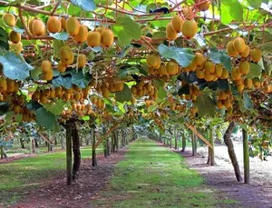 Kiwi Seeds for Planting, 30+ Seeds per Packet, 50-70% Germination in Prime Conditions, Tree/Vine, Scientific Name: Actinidia chinensis, Great Fruit Garden Gift
