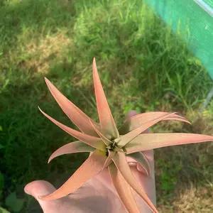 Large Size Capitata Peach Air Plant Tinted Peach