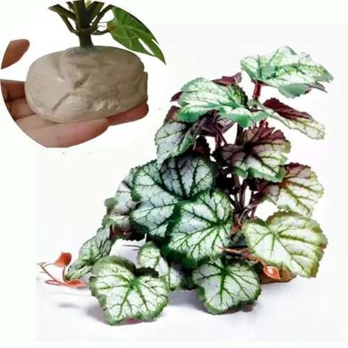 Green Heuchera Micrantha