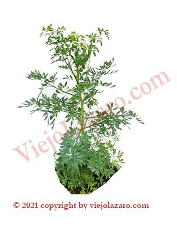 Ruda Herbs