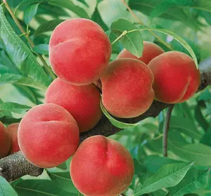 2 contender peach trees live plant cold hardy semi dwarf large SWEET peaches self pollinating