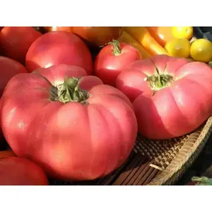 Tomato Seeds, German Pink, Meaty flesh with few seed, Heirloom Tomato