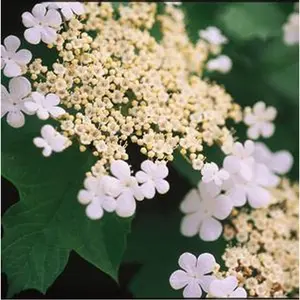 Wentworth Viburnum