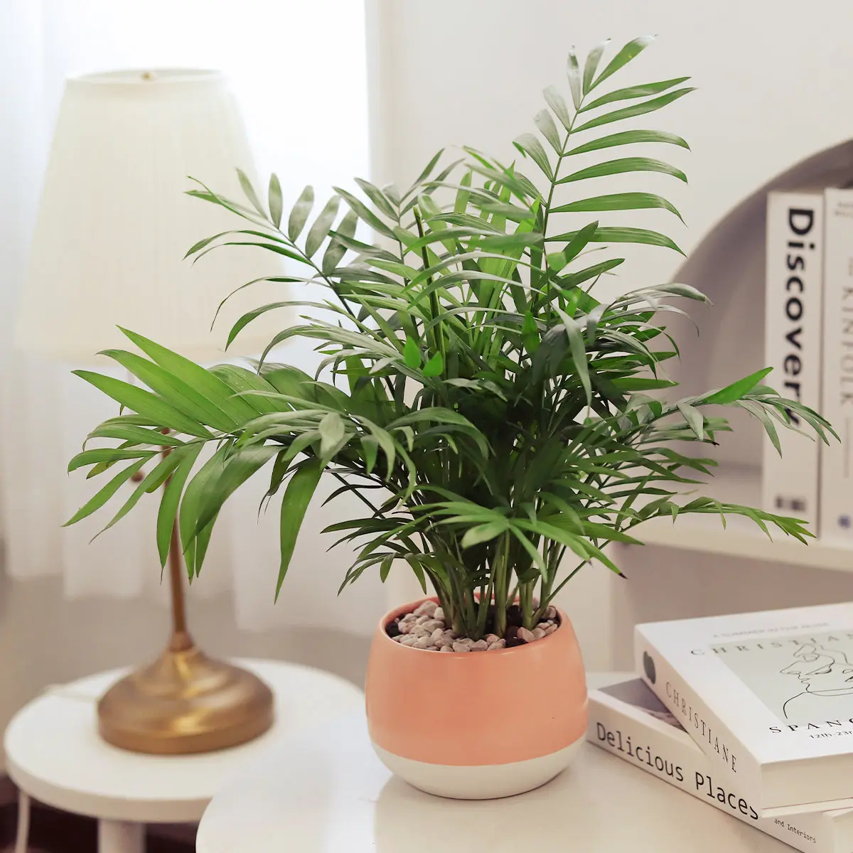 Parlor Palm
