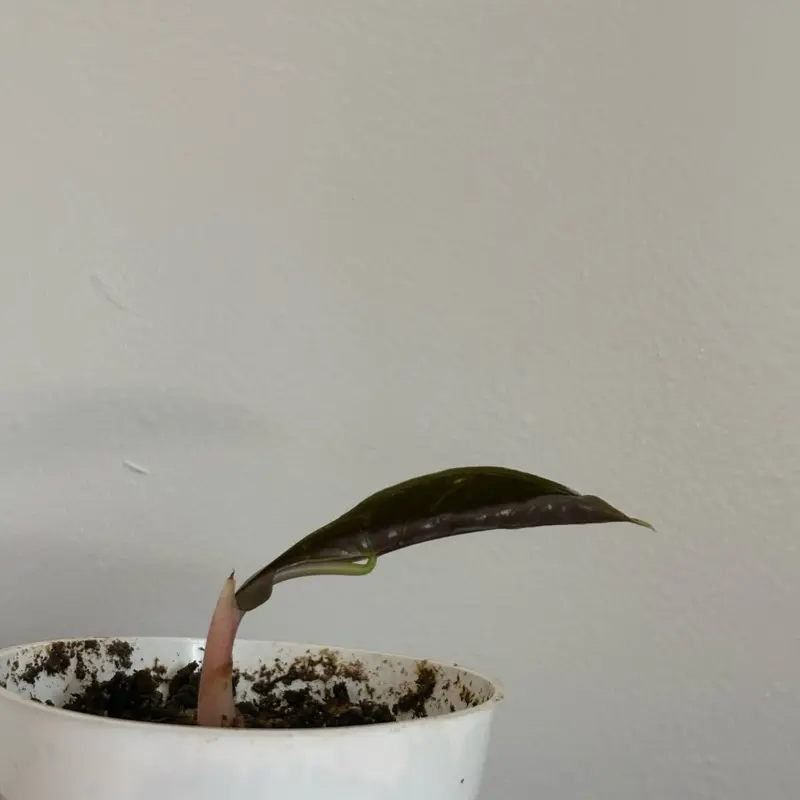 Alocasia Cuprea (CORM)