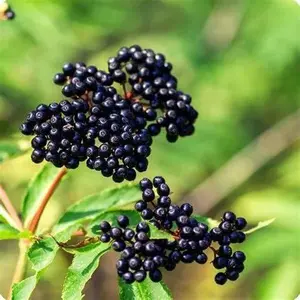 American Elderberry Seeds - 100+ Non-GMO Sambucus Seeds for Planting - Grown in Iowa USA - Perfect for All Seasons Gardening