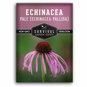 Pale Purple Coneflower Seed - Pink Echinacea Pallida