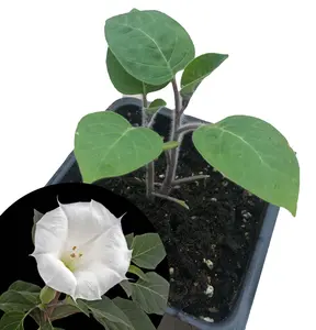 Angel's Trumpet (Datura innoxia) Organic Plant in 2.5-inch Pot - Moonflower, Thorn Apple, Datura inoxia