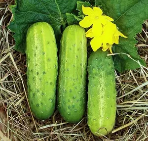 TomorrowSeeds - Wisconsin SMR58 Pickling Cucumber Seeds -  Mosaic Virus Resistant Top Producer Gherkins Vegetable Seed Fresh For 2024