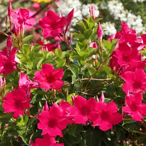 Mandevilla Tropica™ Unico Fuchsia - 4" Pot