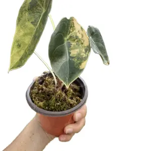 Alocasia Sendenii Aurea Variegated 4" Potted Live Plant - Sculptural Veining - Metallic Emerald Foliage - Rare Collector's Plant - Bold Interior Accent - Exotic Tropical Vibe - Statement Houseplant