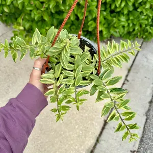 Lipstick plant variegated - Aeschynanthus Bolero Bicolor - 6” pot
