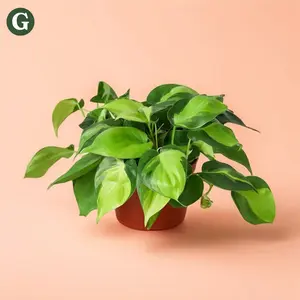 Philodendron Brasil - Indoor Live Plant, Medium, Air Purifying, Rare Plants, Bright Light, Yellow to Green Leaves, Houseplants, Perfect Gift tropical house plant Plant Decor