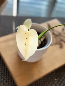 Monstera Mint White Monster - C