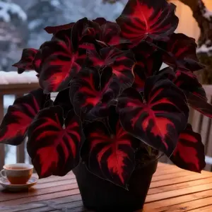 850pcs Hosta Seeds Perennial Shade-Loving Plants with Textured Layered Foliage for Garden Borders & Landscape Design, Easy Care Low Maintenance Garden Plant