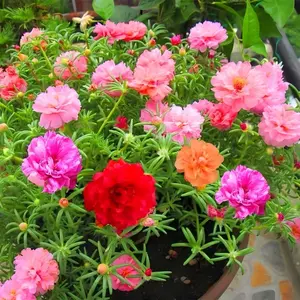 1000 Moss Rose Seeds for Planting Outdoors - Drought & Heat Tolerant Perennial Mix, 95% Germination Rate with Vibrant Blooms for for Home Gardens & Container Growing