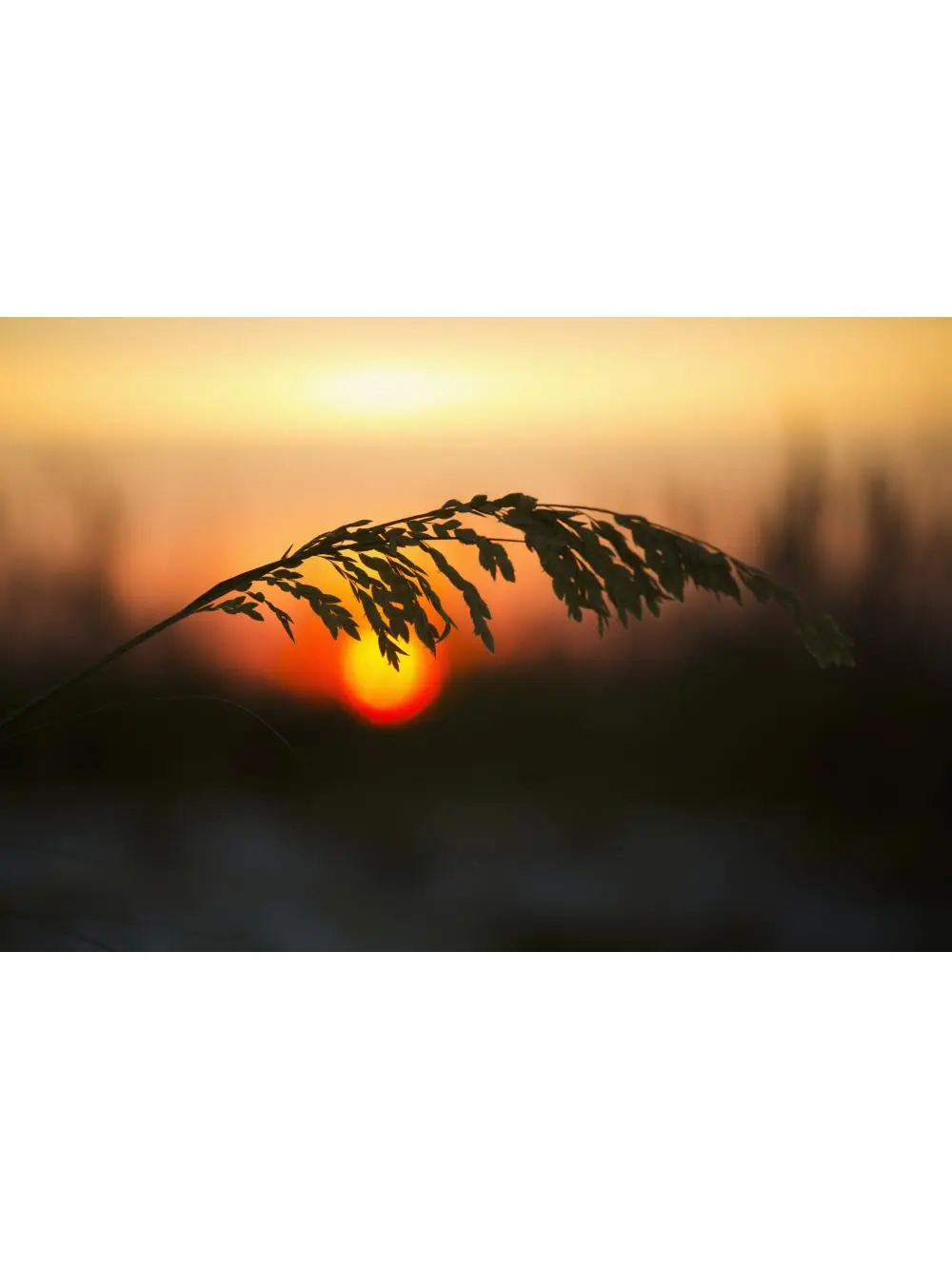 Artistic Photo Poster Print - Sea Oats at Sunset Siesta Key Beach, Sarasota Florida USA, 19x12 in - Home Decor for Room, Ideal Gift