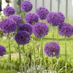 GIANT Allium Bulbs - "His Excellency" , Returns year after year !