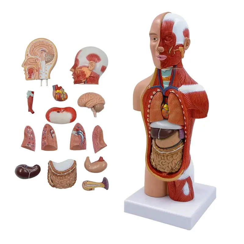 28cm Muscular Human Torso Model with Detachable Internal Organs
