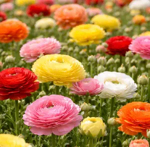 Ranunculus Flower Mix Bulbs – Ranunculus Corms in Assorted Colors - Hand Picked Nursery