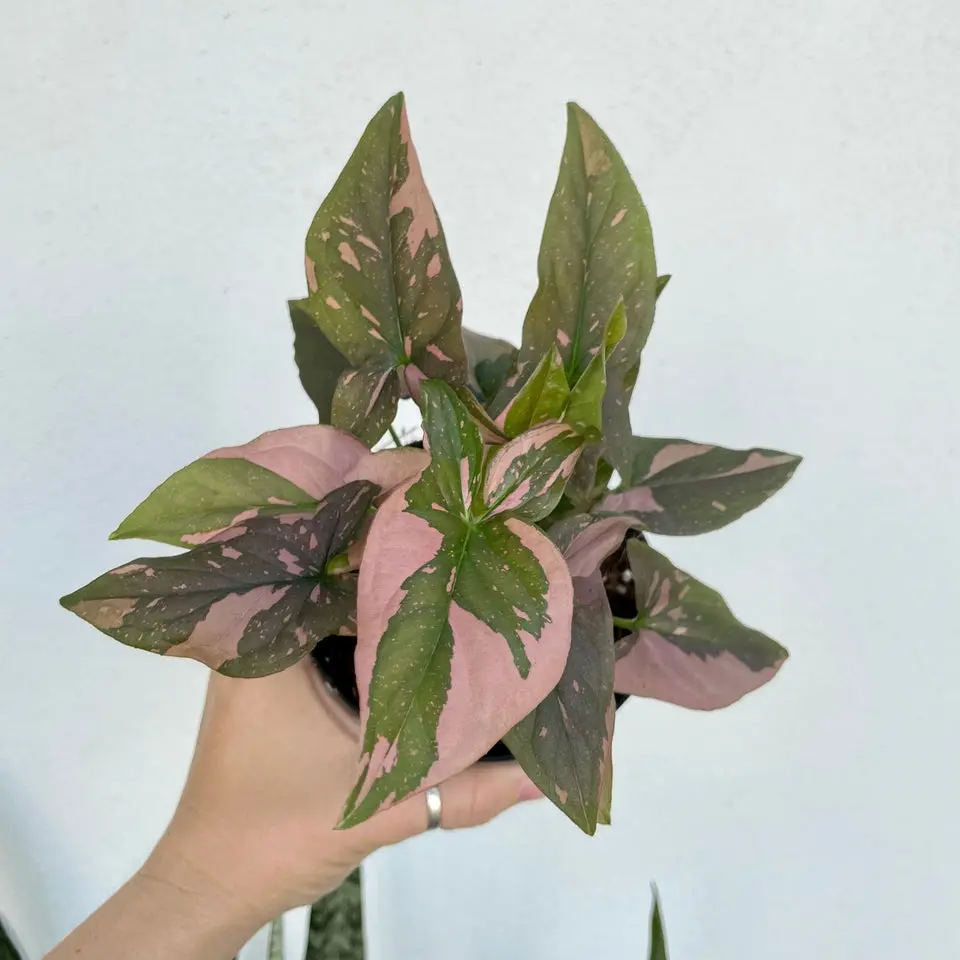 Syngonium pink splash - 4” pot