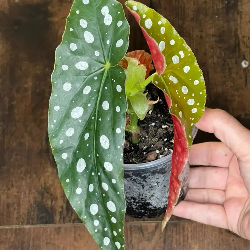 Begonia Maculata | Established Starter Plant | 4” Nursery Pot