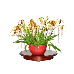 Phragmipedium humboldtii 'Fortuna'