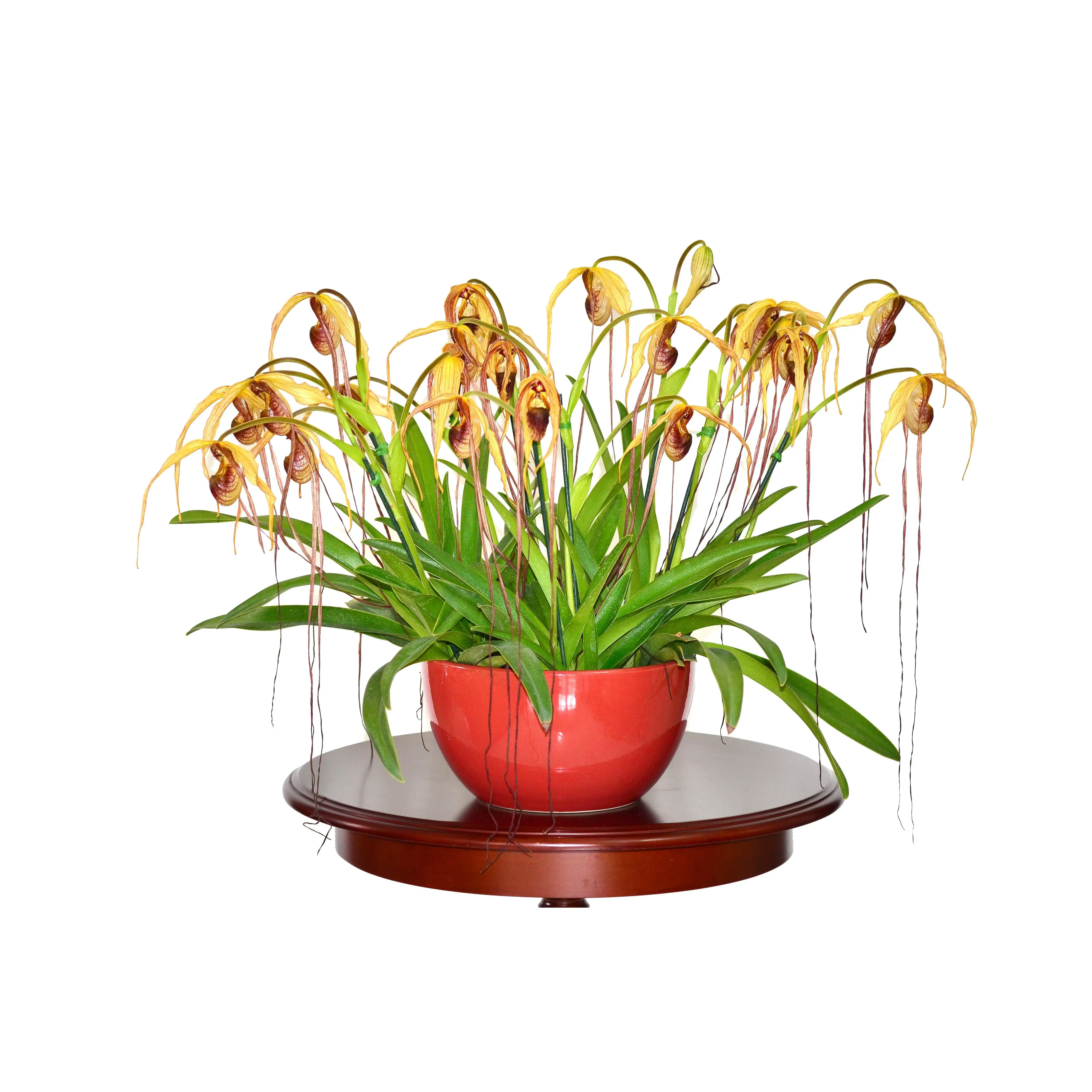 Phragmipedium humboldtii 'Fortuna'