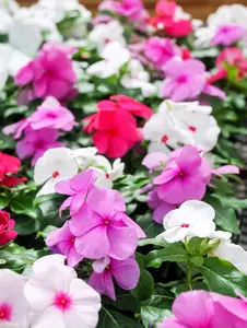 100 DWARF Little MIX PERIWINKLE - Vinca Rosea Flower Seeds