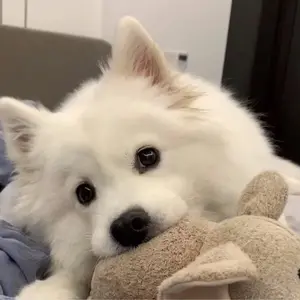 Snowball Pooped Again