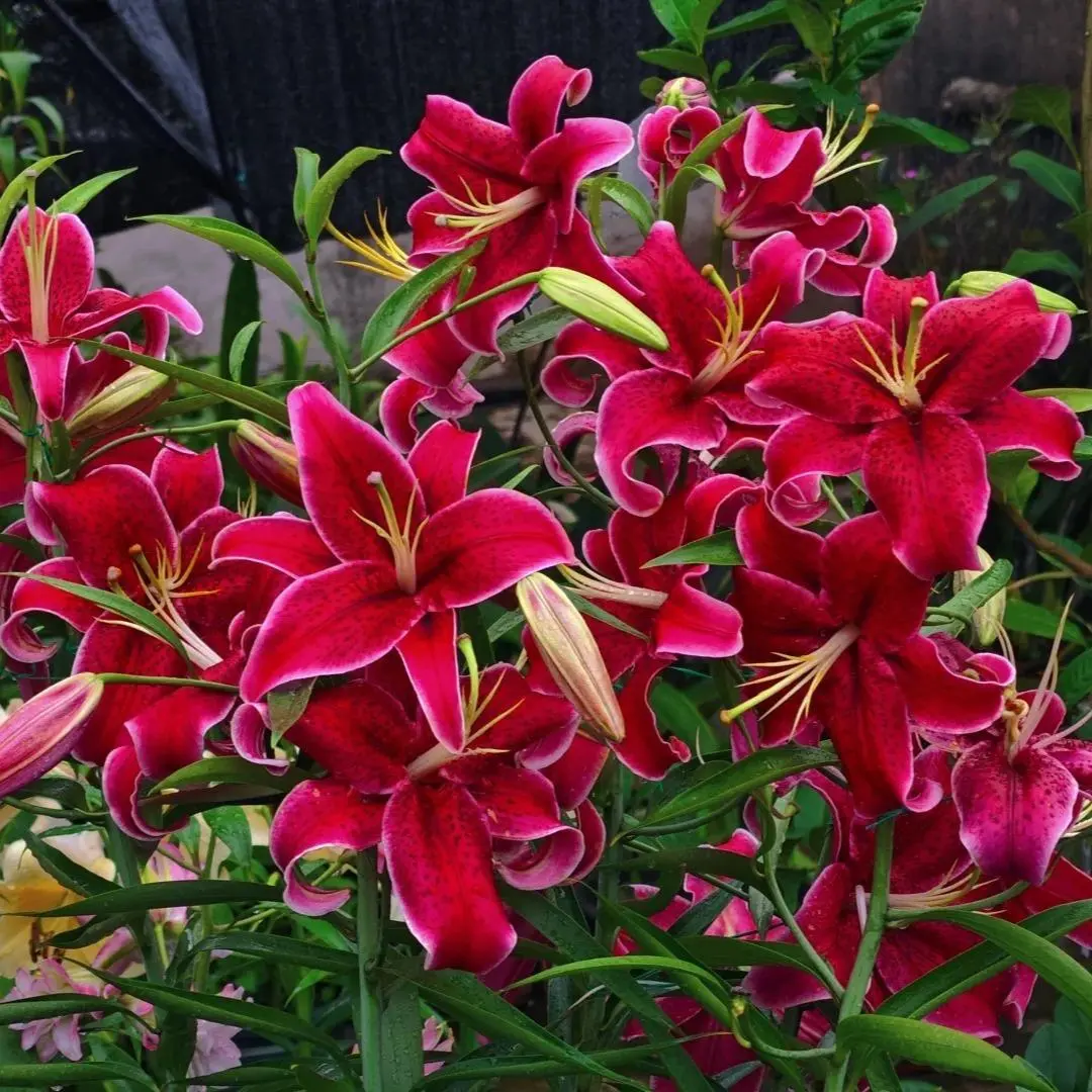 100Pcs Black Beauty Lily Seeds – Rare Deep Crimson Perennial Flower Seeds, Easy-to-Grow Lilies for Bold, Elegant Gardens, Lilies Flowers