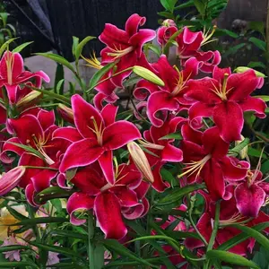 100Pcs Black Beauty Lily Flower Seeds – Rare Deep Crimson Perennial Blooms, Easy to Grow for Bold & Elegant Gardens
