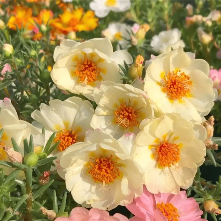 1000pcsHeirloom Sunflower Garden Seeds: Rare Green Flower Hybrid Variety, Perfect for Ornamental Planting and Edible Use