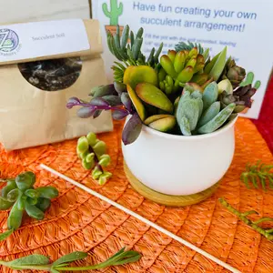 Succulent DIY Kit - 2.5” White Pot & Tray