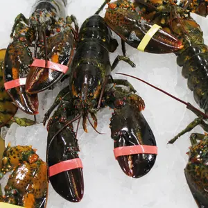 Order Live Maine Lobster – Fresh, Sustainably Sourced Whole Lobsters Delivered Overnight