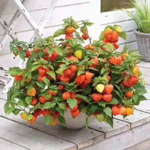 Chinese Lantern Seeds , PERENNIAL FLOWERS