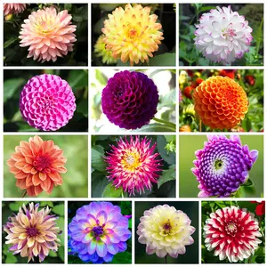 300+ Rainbow Dahlia Seeds - Perennial, Rare & Unique Varieties - Add a Burst of Color with These Beautiful, Easy-to-Grow Flower Seeds