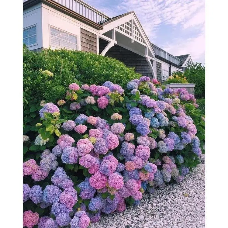 Hydrangea Seeds 300 seeds Mixed Color Seeds Stunning Perennial Flower Seeds for Gardeners Hardy Blooms Perfect for Landscaping and Garden Beautification