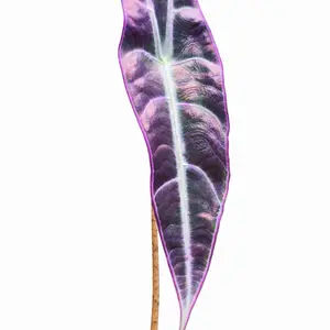 Alocasia Longiloba ‘Purple Vein’ Tissue Culture Plant (TC) – Rare Aroid