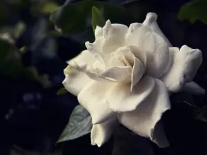Gardenia August Beauty Starter Plant