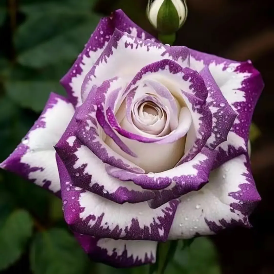 200 pcs colorful rose seed for Planting Outdoor-Perennial Flowers Rose Seed Create Colorful Rose Garden Home