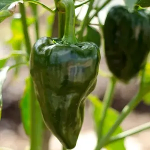 TomorrowSeeds - Poblano Pepper Seeds -  (Ancho Chile) 2000 Scoville Dark Green Mexican Chipotle Peppers Red Chili Relleno Vegetable Seed 2024