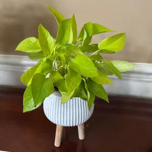 Neon Pothos in a 4" Nursery Pot - Lime Green Epipremnum Pinnatum -  Low Light Indoor Plant - Vining Houseplant - Low Maintenance Plant