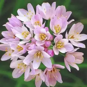 Allium roseum ,(BULBS) rosy garlic ,Perennial