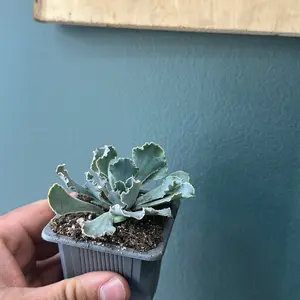 Echeveria shaviana, Mexican hens Succulent 2 Inch Pot