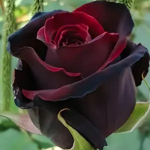 100pcsHeirloom Red Black Rose Bush Garden Seeds - Perfect for Ornamental Landscaping and Flower Displays