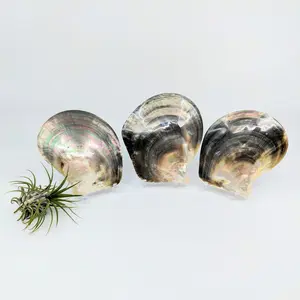 Polished Smooth Abalone Shell #LV4775