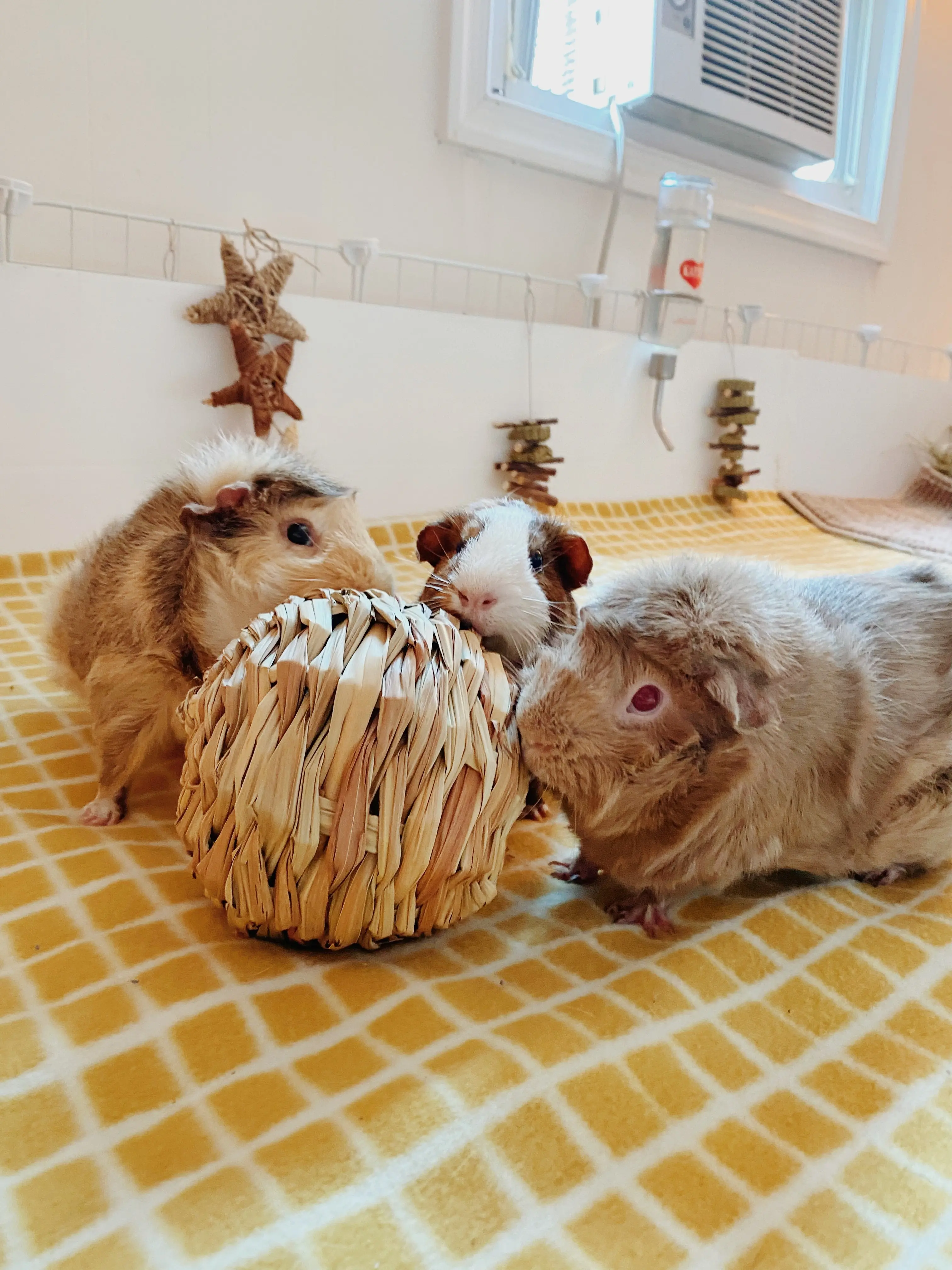 Jumbo Hay Balls Jumbo Hay Balls